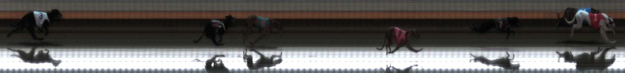 Photo finish for Warrnambool Race 11