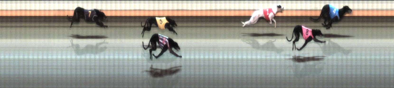 Photo finish for Warrnambool Race 10