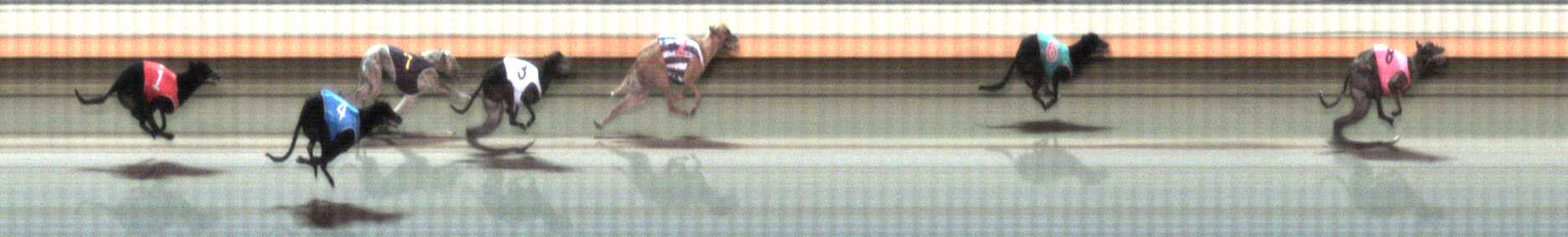 Photo finish for Warrnambool Race 11
