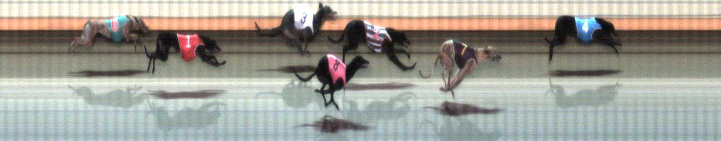 Photo finish for Warrnambool Race 4