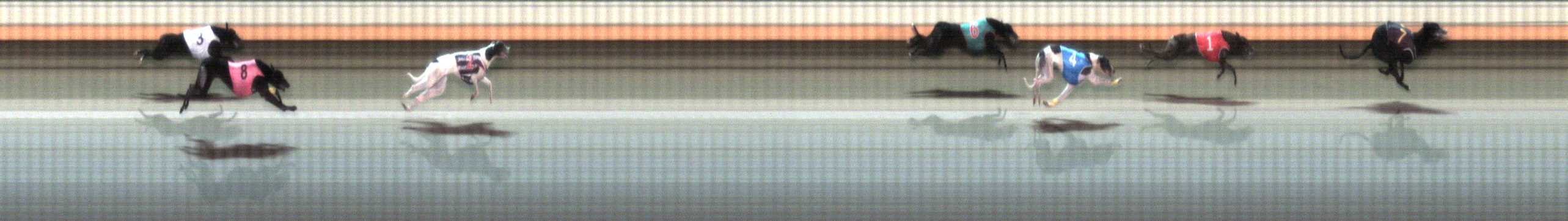 Photo finish for Warrnambool Race 5