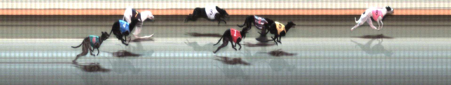 Photo finish for Warrnambool Race 6