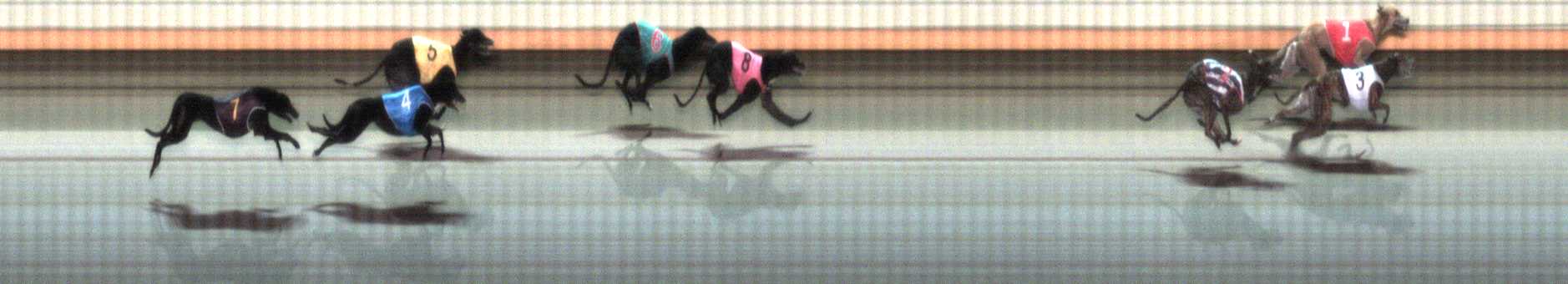 Photo finish for Warrnambool Race 7