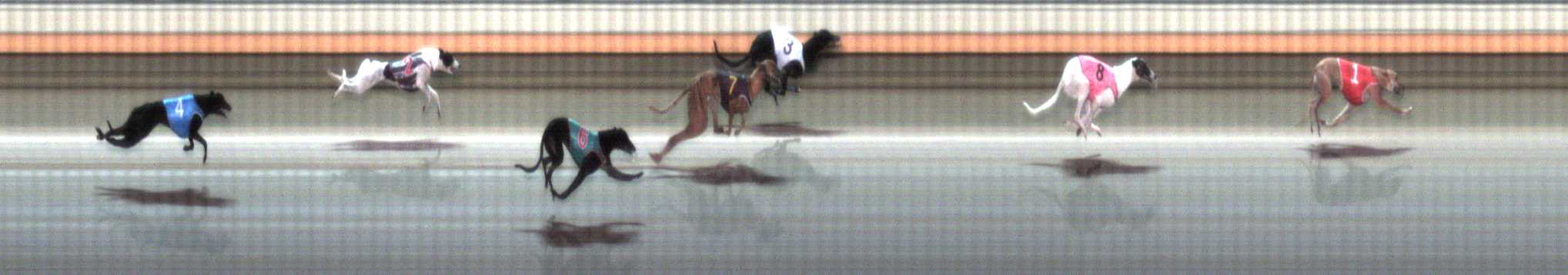 Photo finish for Warrnambool Race 1