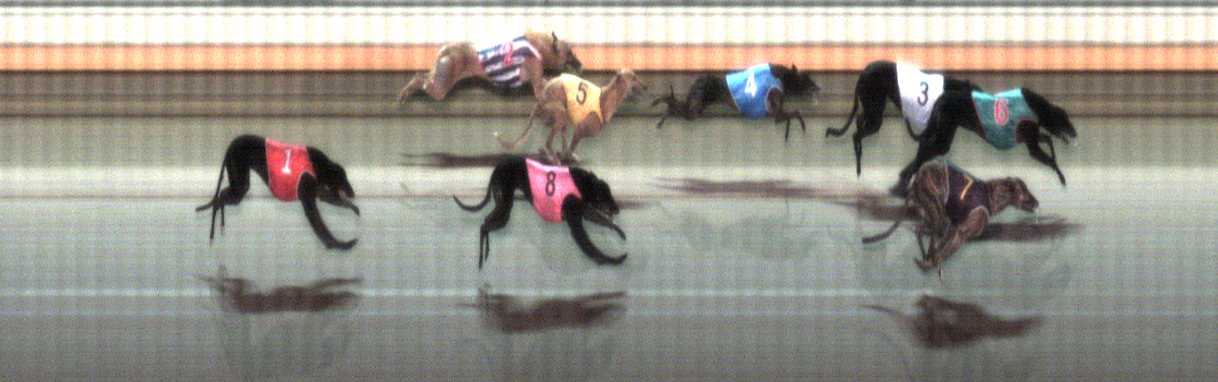 Photo finish for Warrnambool Race 10