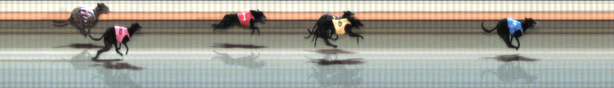 Photo finish for Warrnambool Race 2