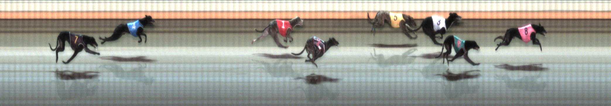 Photo finish for Warrnambool Race 5