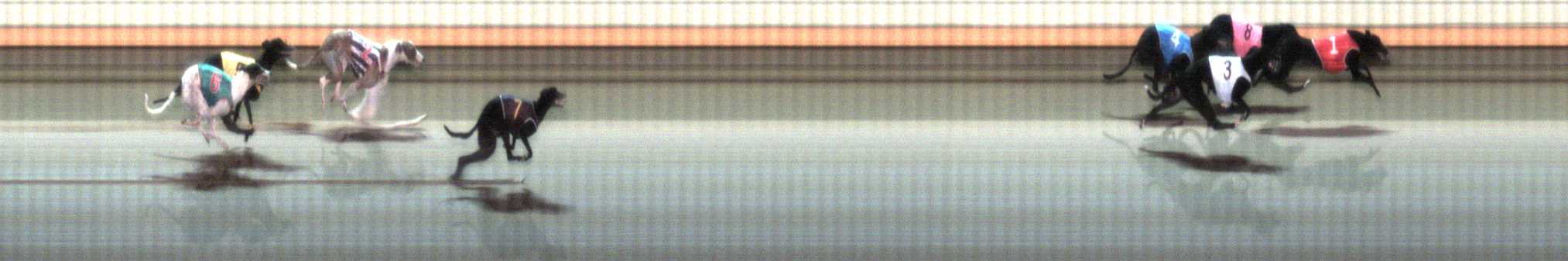 Photo finish for Warrnambool Race 6