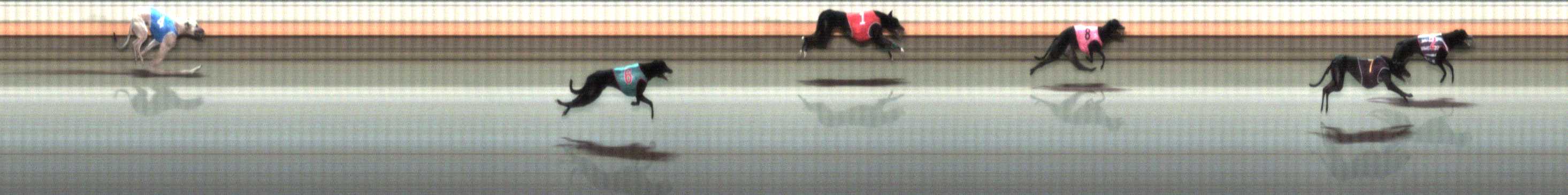 Photo finish for Warrnambool Race 8