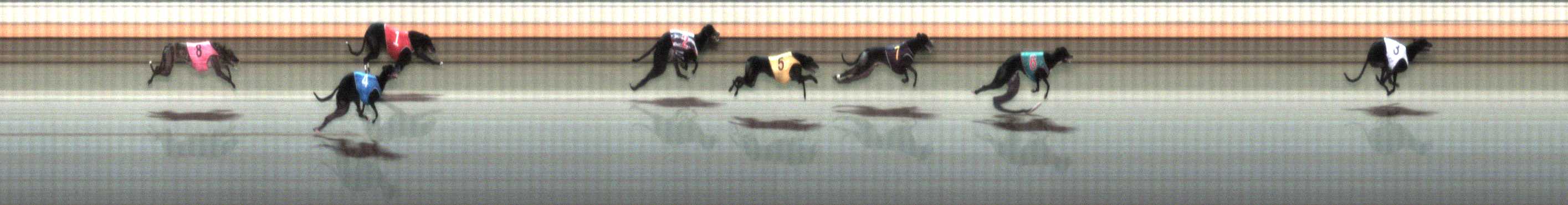 Photo finish for Warrnambool Race 9