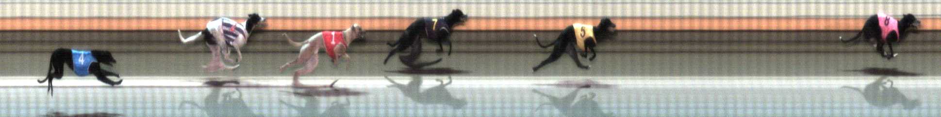 Photo finish for Warrnambool Race 2