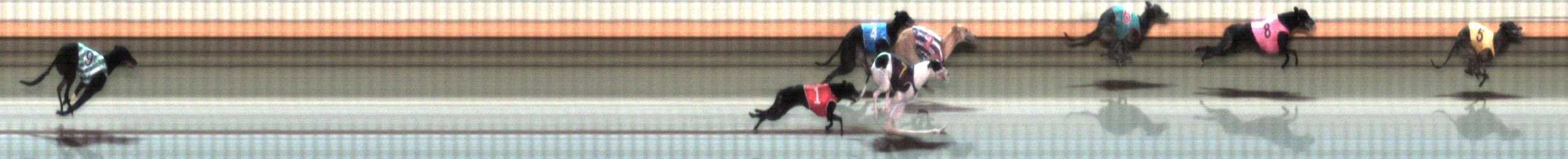 Photo finish for Warrnambool Race 5