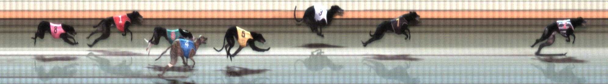 Photo finish for Warrnambool Race 6