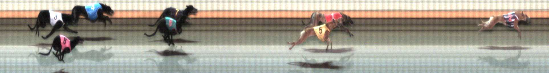 Photo finish for Warrnambool Race 8