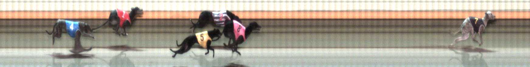 Photo finish for Warrnambool Race 10