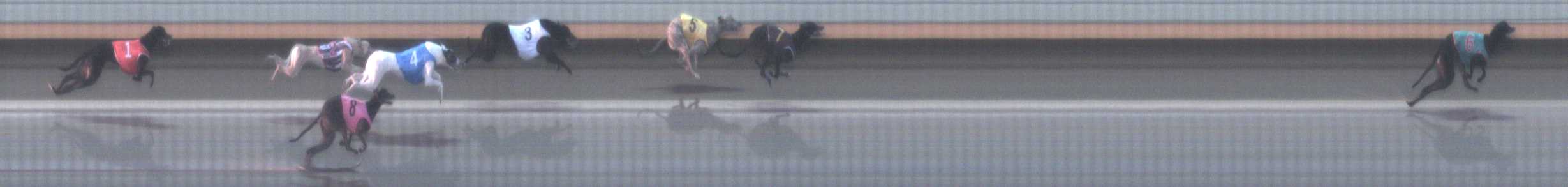 Photo finish for Warrnambool Race 1