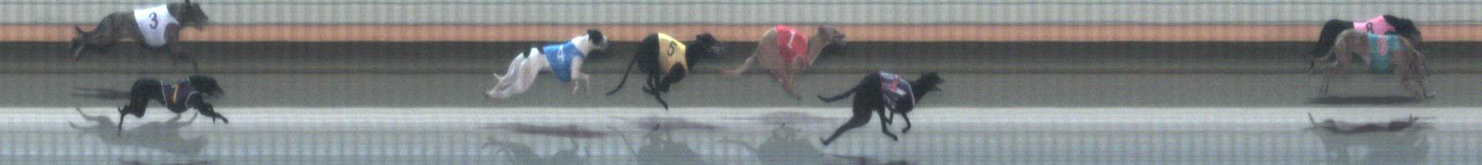 Photo finish for Warrnambool Race 2