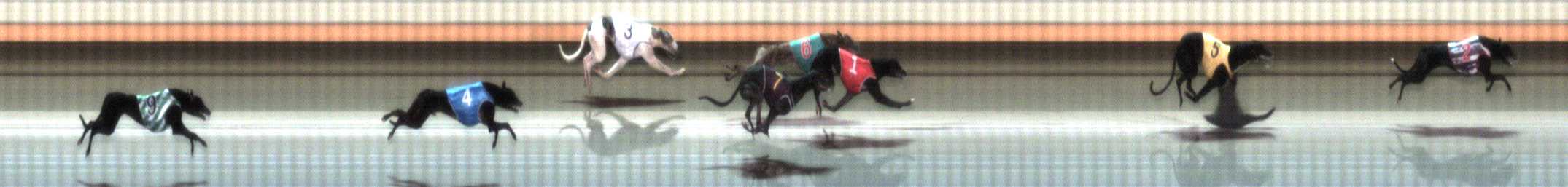 Photo finish for Warrnambool Race 5