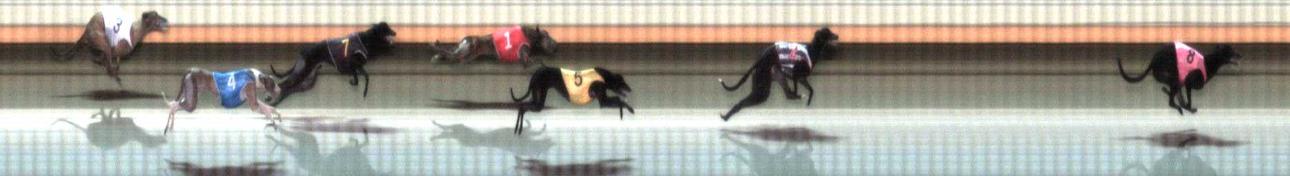 Photo finish for Warrnambool Race 6