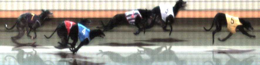 Photo finish for Warrnambool Race 8