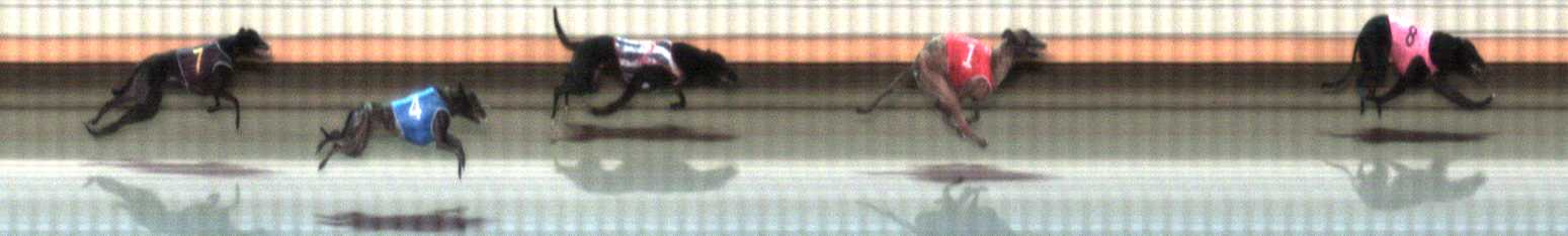 Photo finish for Warrnambool Race 9