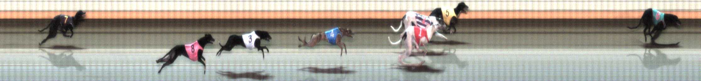Photo finish for Warrnambool Race 11
