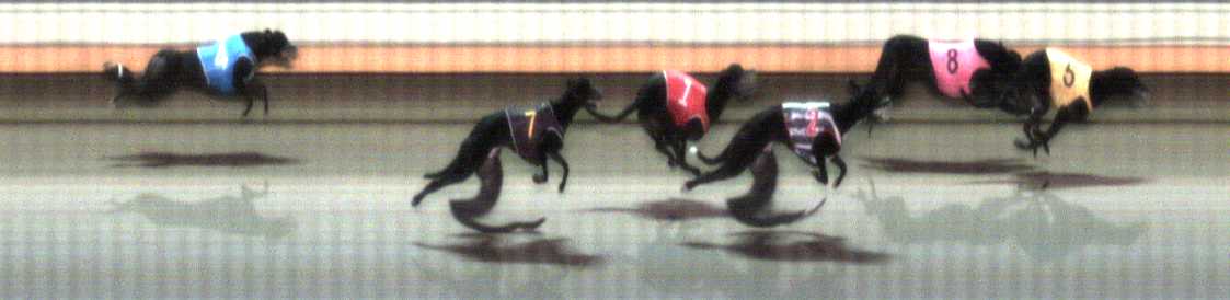 Photo finish for Warrnambool Race 10