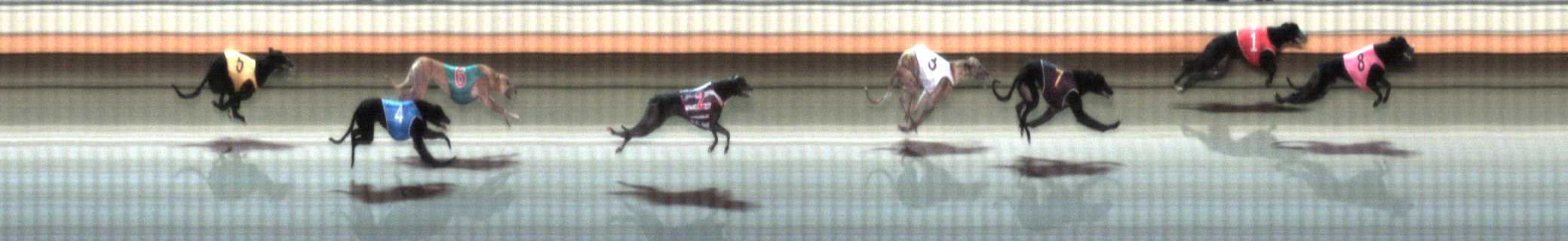 Photo finish for Warrnambool Race 2