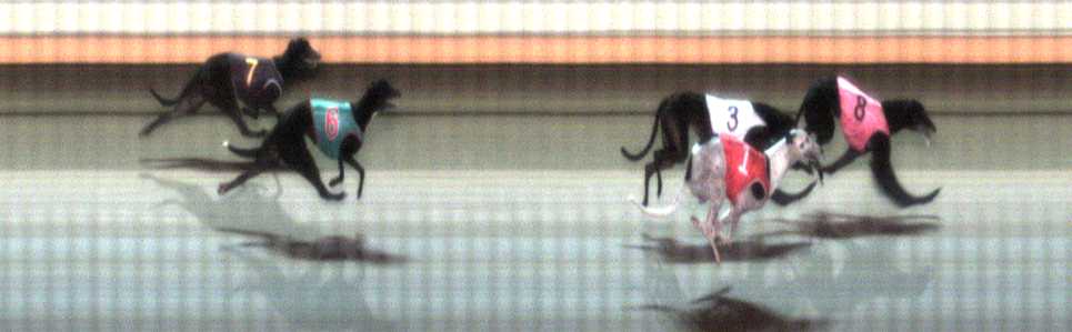Photo finish for Warrnambool Race 3