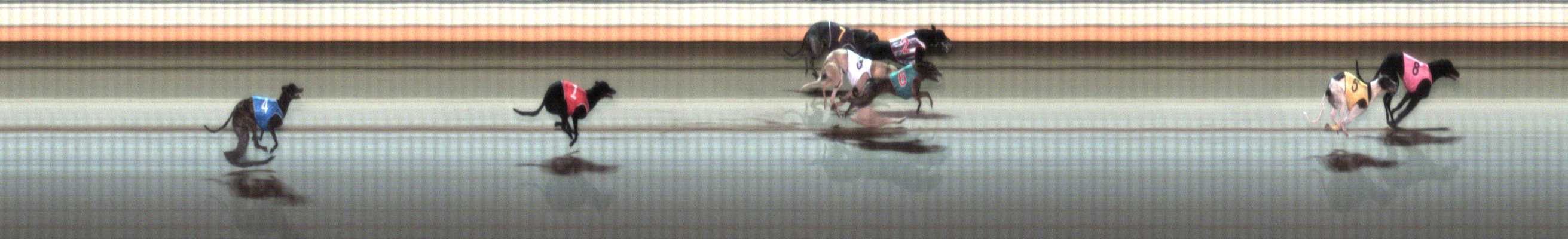 Photo finish for Warrnambool Race 5