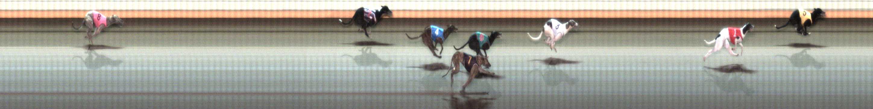 Photo finish for Warrnambool Race 7
