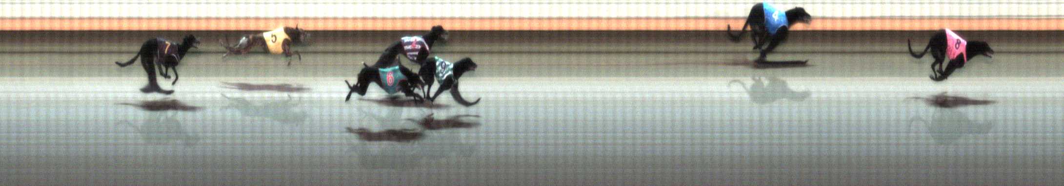 Photo finish for Warrnambool Race 8