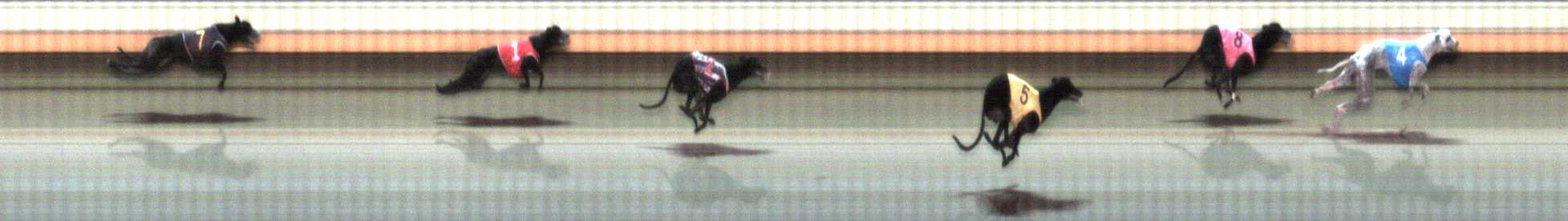 Photo finish for Warrnambool Race 9