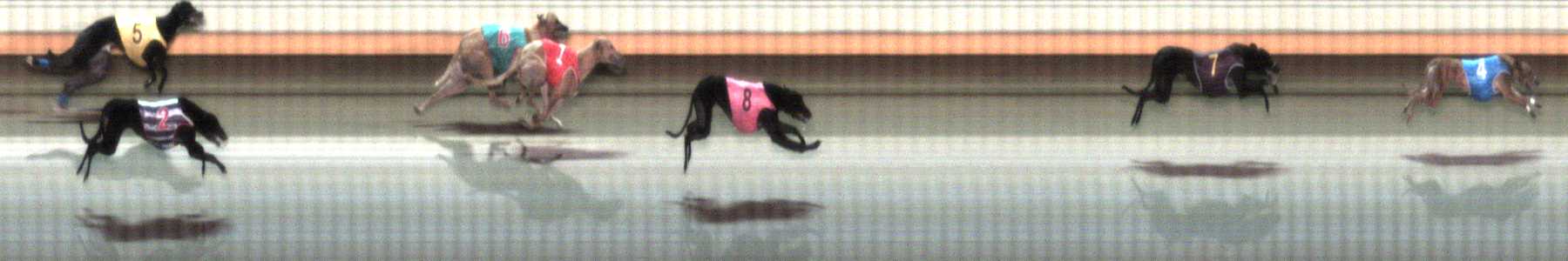 Photo finish for Warrnambool Race 11