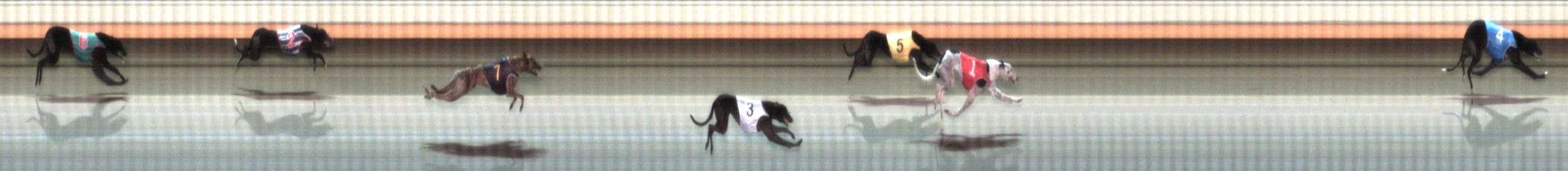 Photo finish for Warrnambool Race 12