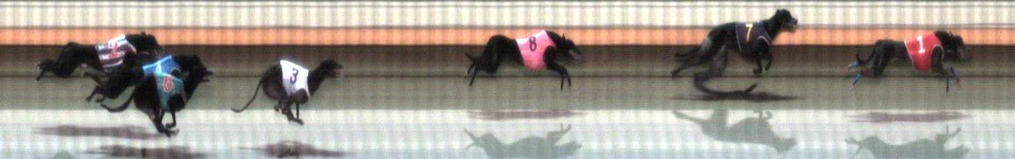 Photo finish for Warrnambool Race 4