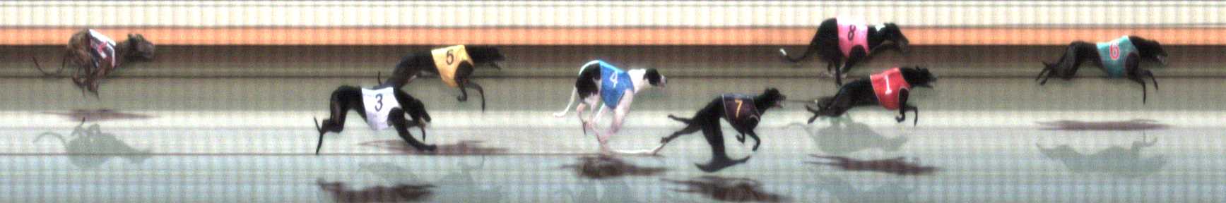 Photo finish for Warrnambool Race 6