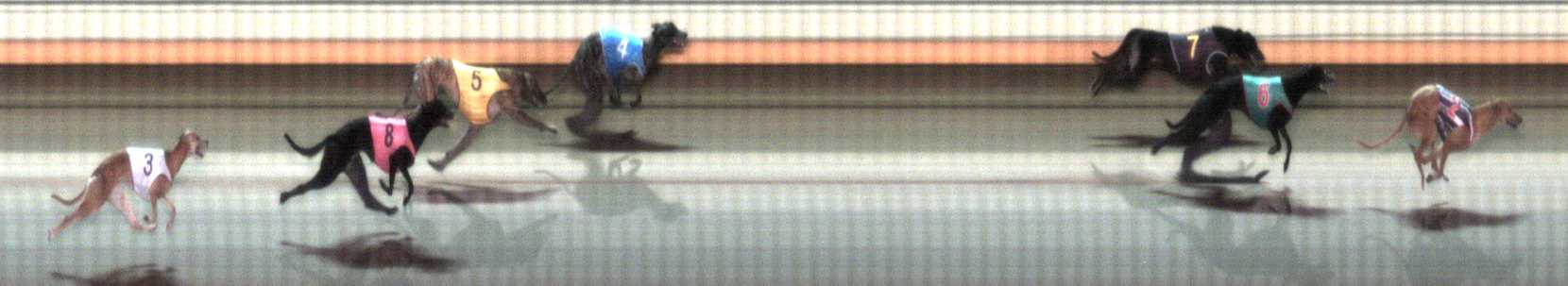 Photo finish for Warrnambool Race 8