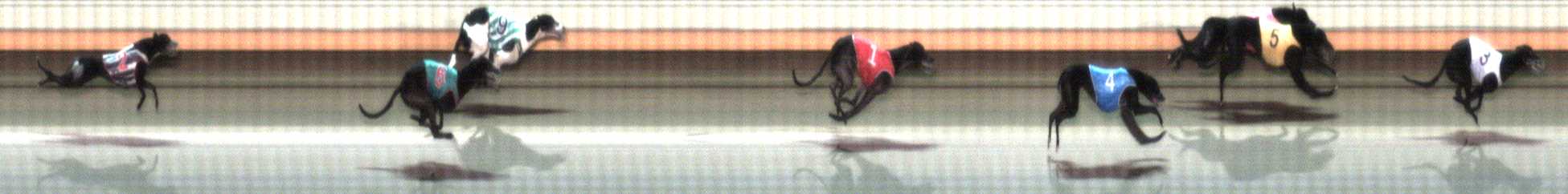 Photo finish for Warrnambool Race 9