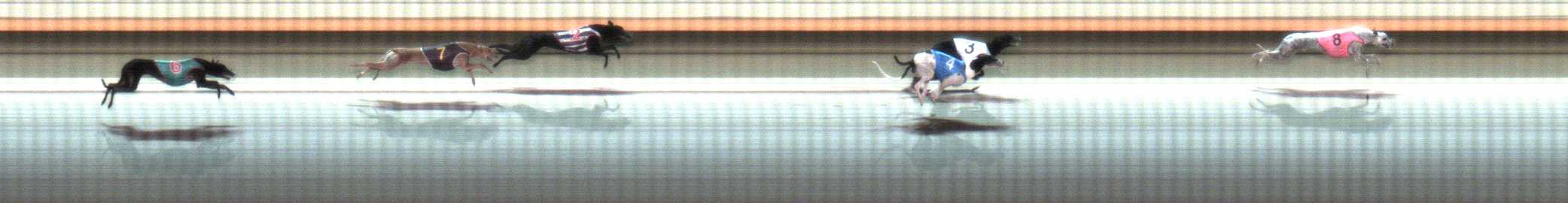 Photo finish for Warrnambool Race 4