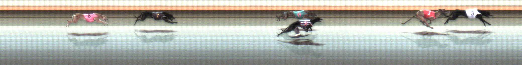 Photo finish for Warrnambool Race 8