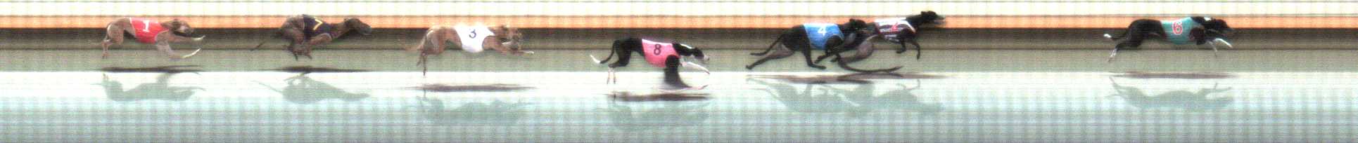 Photo finish for Warrnambool Race 9