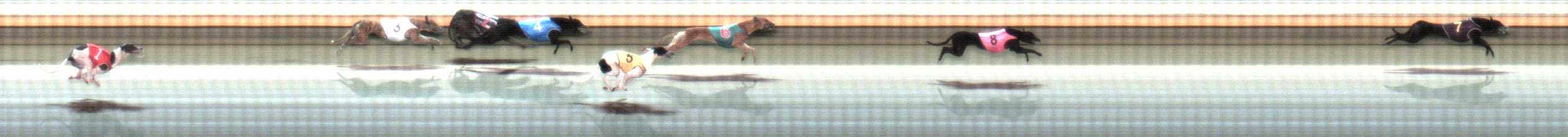 Photo finish for Warrnambool Race 4