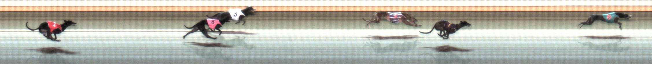 Photo finish for Warrnambool Race 5
