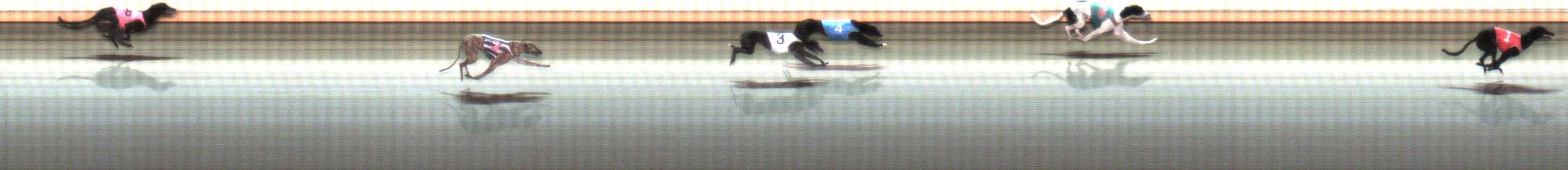 Photo finish for Warrnambool Race 7