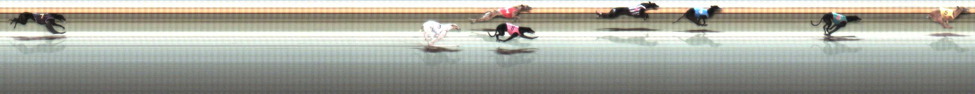 Photo finish for Warrnambool Race 8