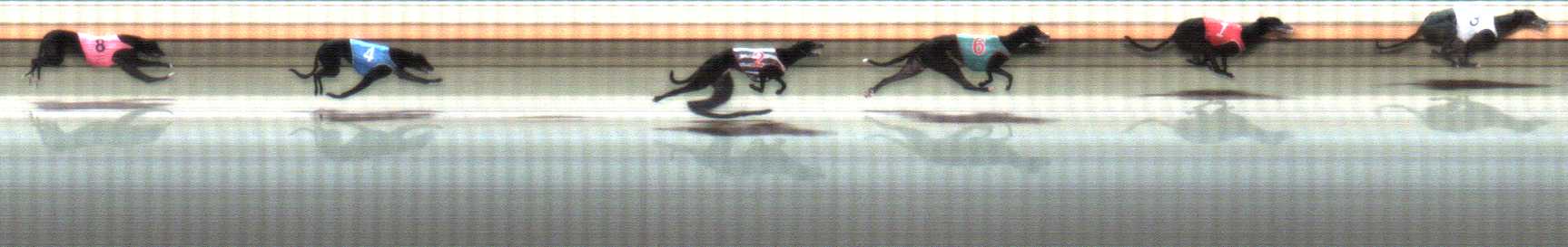 Photo finish for Warrnambool Race 9
