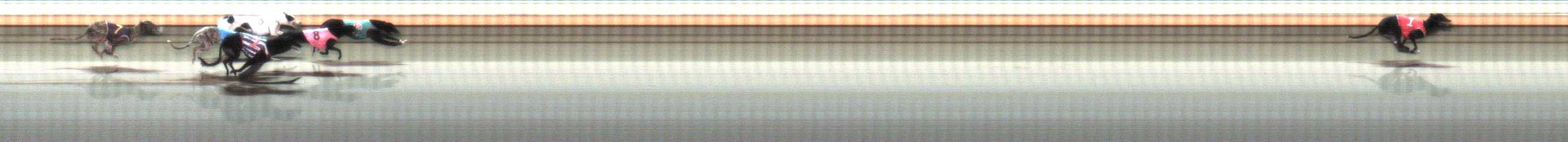 Photo finish for Warrnambool Race 7