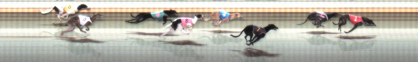 Photo finish for Warrnambool Race 8