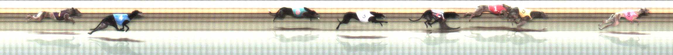 Photo finish for Warrnambool Race 10